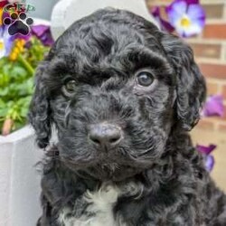 Millie/Portuguese Water Dog									Puppy/Female	/March 25th, 2025,Millie is a sweet and adorable little puppy! She is up to date on dewormer and vaccinations. She has been vet checked and is a healthy little pup. She is used to playing with our little children and gets lots of cuddles from them. If you’re interested in giving Millie a loving home or have any questions give us a text or call.