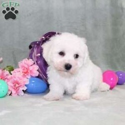 Poppy/Bichon Frise									Puppy/Male	/14 Weeks,Here comes a playful Bichon Frise puppy who is already started on potty training and crate training!  This pup will be small as an adult since the parents were only 10lbs-13lbs. This cutie is born to parents who are Genetically Tested for breed specific hereditary issues and their results show that this litter of puppies will not have any issues that will adversely affect their health. While other Bichons may suffer from health issues as they age, this pup has no predispositions to Bichon health concerns!  Each pup in this litter is up to date on shots and dewormer and vet checked and well socialized with children, teens, adults, and other puppies! We offer the option for  a 1 Year Genetic Health Guarantee! This puppy can have limited ACA papers and be microchipped for an extra fee!
