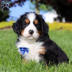 Zeke/Bernese Mountain Dog									Puppy/Male	/7 Weeks,Meet Zeke – a stunning AKC Bernese Mountain Dog with champion bloodlines! He is a true showstopper, proudly sporting the classic tri-colored coat of his breed—rich black, snowy white, and warm rust tones that give him a bold, elegant presence. His soulful eyes and sturdy build reflect both strength and gentleness, while his love for the outdoors makes him the perfect adventure companion. Whether you’re enjoying a peaceful stroll through the park or heading out on a rugged hike, he is always eager to explore and soak in the fresh air and sunshine.