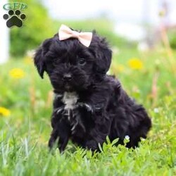 Pearl/Cavapoo									Puppy/Female	/8 Weeks,This sweet Cavapoo, Pearl, is the definition of charm and cuddles, with a cozy, velvety-soft coat that’s perfect for snuggling. With a heart as big as their gentle eyes, this pup is full of affection and loyalty, always eager to be by your side. Whether curled up on the couch or tagging along on adventures, this Cavapoo brings warmth, love, and endless tail wags to every moment.