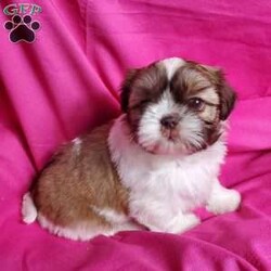 Zoe/Shih Tzu									Puppy/Female	/7 Weeks,Zoe is a very sweet and well socialized puppy. She loves to play with children. Her parents are approximately 8 to10 #. She comes with an AKC registration plus is genetic tested. Please contact us to make sweet  Zoe your very own puppy!