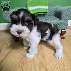 Tonka Tim/Miniature Schnauzer									Puppy/Male	/8 Weeks,All puppy’s come with the following Microchip, vaccines Distemper, Hepatitis, Parvo, Parainfluenza, dewormed at 2,4,6,8 weeks old, Vet checked with certificate, tails docked, dewclaws removed, sample of food, probiotic, treats, puppy kit, sent toy and blanket with siblings and parents sent on them, and a special hand made bag to hold your goodies.   Health Check Policy — Before your schnauzer puppy is ready to be taken home, he or she has undergone an extensive veterinary health check and been vaccinated and dewormed to ensure your puppy is healthy and happy. This Veterinary Health Check is designed to examine all aspects of the puppy’s health including mouth teeth & gums, ears, heart, skin & coat, lungs, hips, & patellas. 30 days of free health insurance with AKC after you regester puppy.