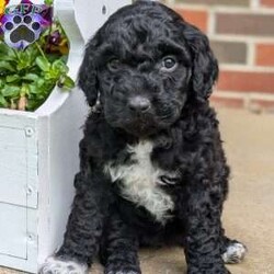 Millie/Portuguese Water Dog									Puppy/Female	/March 25th, 2025,Millie is a sweet and adorable little puppy! She is up to date on dewormer and vaccinations. She has been vet checked and is a healthy little pup. She is used to playing with our little children and gets lots of cuddles from them. If you’re interested in giving Millie a loving home or have any questions give us a text or call.