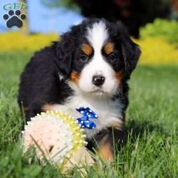 Zeke/Bernese Mountain Dog									Puppy/Male	/7 Weeks,Meet Zeke – a stunning AKC Bernese Mountain Dog with champion bloodlines! He is a true showstopper, proudly sporting the classic tri-colored coat of his breed—rich black, snowy white, and warm rust tones that give him a bold, elegant presence. His soulful eyes and sturdy build reflect both strength and gentleness, while his love for the outdoors makes him the perfect adventure companion. Whether you’re enjoying a peaceful stroll through the park or heading out on a rugged hike, he is always eager to explore and soak in the fresh air and sunshine.