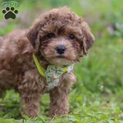 Max/Yorkie Poo									Puppy/Male	/13 Weeks,Meet Max – our adorable F1B Yorkipoo with a big heart and an even bigger personality! With his soft, eye-catching coat and playful spirit, Max loves to explore, chase toys, and snuggle up after a day of fun. He’s full of puppy energy but always ready for cuddle time.