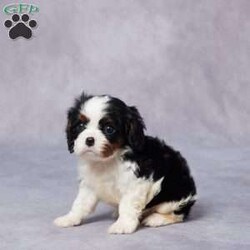 Evan/Cavalier King Charles Spaniel									Puppy/Male	/7 Weeks,Meet Evan, a sweet King Charles Cavalier with a heart full of love and a gentle spirit that’s easy to fall for. Raised in a warm and caring environment, Evan has been well-socialized and handled daily, making him friendly and ready to bond with his new family. He’s been vet checked, microchipped, and is up to date on all his vaccines and dewormer, so you can feel confident he’s off to a healthy start. Evan comes with a health guarantee, and his parents are AKC registered and genetically health tested. He’s the perfect mix of playful and cuddly—always ready for a snuggle or a short walk. If you’re ready to welcome a loyal companion, Evan is ready to meet you. Delivery options available!