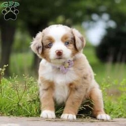 Aprilia/Miniature Australian Shepherd									Puppy/Female	/7 Weeks,Looking for a smart, loyal, and loving companion? Aprilia, our stunning AKC-registered Miniature Australian Shepherd puppy, is ready to steal your heart. With her irresistibly soft coat, vibrant eyes full of curiosity, and charming personality, she is the total package—brains, beauty, and heart.