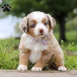Aprilia/Miniature Australian Shepherd									Puppy/Female	/7 Weeks,Looking for a smart, loyal, and loving companion? Aprilia, our stunning AKC-registered Miniature Australian Shepherd puppy, is ready to steal your heart. With her irresistibly soft coat, vibrant eyes full of curiosity, and charming personality, she is the total package—brains, beauty, and heart.