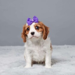 Nina/Cavalier King Charles Spaniel									Puppy/Female	/11 Weeks,Meet Nina, a sweet Cavalier King Charles Spaniel with a gentle heart and loving spirit. She’s been raised with our family, showered with care and affection every day. Nina is vet checked, microchipped, and up to date on her vaccines and dewormer—ready for her forever home. She enjoys cuddles, playtime, and being near people. If you’re looking for a loyal little companion who will brighten your days, Nina just might be the perfect match!