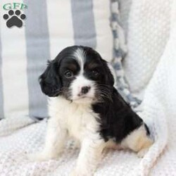 Lucy/Cavalier King Charles Spaniel									Puppy/Female	/April 17th, 2025,Lucy is one of 5 in her litter, she is the smallest , and has approximate adult weight of 15 pounds . She is sweet and has the entire family catering to her needs because of her size . 
