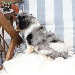 Roxy/Cavalier King Charles Spaniel									Puppy/Female	/April 17th, 2025,Roxy is one of 5 in her litter , her approximate adult weight is 18 to 20 pounds , she is sweet ,and  loves playing with kids . 