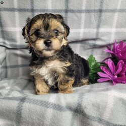 Abby/Yorkie Poo									Puppy/Female	/10 Weeks,Abby is a very cute and friendly puppy,  plus well socialized  with children. She has alot of poodle curl to her coat and would  be considered  hypoallergenic.  Her mom is a poodle and dad is a Yorkie. She is bigger and more laid back than her sister, and will likely be  approx  6 to 8 # s as an adult. Please contact us to make sweet  Abby  your very own puppy!