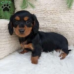 Macy/Dachshund									Puppy/Female	/11 Weeks,Meet Macy! She is an adorable Mini Dachshund Puppy! She loves cuddles and all the attention! And is up to date on vaccines, and deworming. And has had a vet check done. Both parents weighing 11 pounds. For more information call or text Mary Sue. A $200 will reseve her and is nonrefundable. 