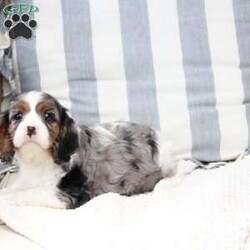 Roxy/Cavalier King Charles Spaniel									Puppy/Female	/April 17th, 2025,Roxy is one of 5 in her litter , her approximate adult weight is 18 to 20 pounds , she is sweet ,and  loves playing with kids . 