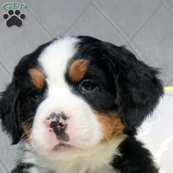Sheldon/Bernese Mountain Dog									Puppy/Male	/7 Weeks,Meet Sheldon, a socialized Bernese Mountain Dog puppy that is being family raised. This sweet pup is vet checked and up to date on shots & wormer plus the breeder provides a 1-year genetic health guarantee for him. And, Sheldon can be registered with the AKC. To learn more about this very adorable pooch, call the breeder today!