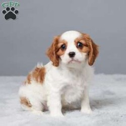 Nina/Cavalier King Charles Spaniel									Puppy/Female	/11 Weeks,Meet Nina, a sweet Cavalier King Charles Spaniel with a gentle heart and loving spirit. She’s been raised with our family, showered with care and affection every day. Nina is vet checked, microchipped, and up to date on her vaccines and dewormer—ready for her forever home. She enjoys cuddles, playtime, and being near people. If you’re looking for a loyal little companion who will brighten your days, Nina just might be the perfect match!