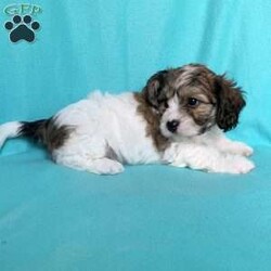 Mickey/Cavachon									Puppy/Male	/8 Weeks,Meet Mickey!! He is a handsome little guy waiting on his new forever home! He is a f1 cavachon meaning his momma is a bichon and his daddy is a cavalier. He is est to weigh approx 15lbs full grown. He has a very sweet and laid back personality and loves everyone he meets!! He does wonderful with kids and loves to cuddle. Mickey is up to date on age appropriate vaccinations and is up to date on his de worming schedule as well. All of our puppies come with a 1 year genetic health guarantee and will have their puppy wellness exams done before leaving for their new homes as well, to be sure they are in perfect health! For more info on this sweet boy feel free to reach out to me anytime!! My name is Leanna!