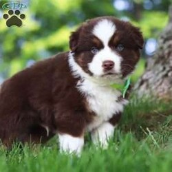 Snorkel/Miniature Australian Shepherd									Puppy/Male	/8 Weeks,Introducing Snorkel, our incredibly smart and sweet AKC Miniature Australian Shepherd puppy! With a coat as soft as a cloud and bright eyes full of curiosity, Snorkel is more than just adorable—he’s a clever little companion ready to bring energy, love, and fun into your life. Snorkel’s personality is as vibrant as his striking coat—outgoing, intelligent, and full of life. He’s been lovingly raised with daily attention to help him grow into a confident, well-socialized pup who’s ready to thrive in his forever home.