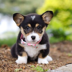Debbie/Pembroke Welsh Corgi									Puppy/Female	/10 Weeks,Introducing the adorable AKC Pembroke Welsh Corgi puppy named Debbie! A small bundle of energy and affection. With her sleek seal colored coat and captivating large eyes, she is ready to fill your home with love and laughter. This little baby has a heart as big as her curiosity making every day an adventure. She is a perfect companion who will steal your heart with her playful antics and charming personality. 