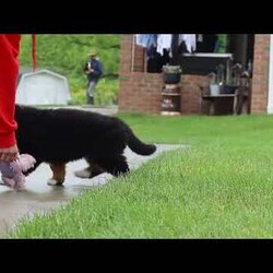 Bingo/Bernese Mountain Dog									Puppy/Male	/9 Weeks,Meet Bingo, our stunning Bernese Mountain Dog with a heart as big as his chunky, muscular build! This handsome boy is a showstopper with his lush, tri-colored coat, stout legs, and signature blocky head that gives him that classic Berner charm. This little guy is the perfect mix of strength and sweetness—his goofy, affectionate personality keeps us smiling every day. Whether he’s romping in the yard or lounging at your feet, he’s always full of love and loyalty.