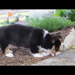 Debbie/Pembroke Welsh Corgi									Puppy/Female	/10 Weeks,Introducing the adorable AKC Pembroke Welsh Corgi puppy named Debbie! A small bundle of energy and affection. With her sleek seal colored coat and captivating large eyes, she is ready to fill your home with love and laughter. This little baby has a heart as big as her curiosity making every day an adventure. She is a perfect companion who will steal your heart with her playful antics and charming personality. 