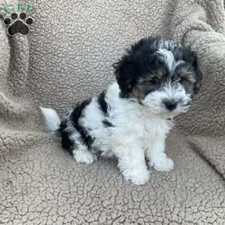 Elliot/Havanese									Puppy/Male	/18 Weeks,This is Elliot, very playfull and friendly. He is up to date on his vaccination and deworming and he is microchipped, we can ship anywhere in the US. A deposit of 200 will hold him till you pick him up or we ship him. 