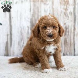 Redmond/Mini Labradoodle									Puppy/Male	/12 Weeks,This little guy would love to be your friend and make some wonderful memories with you! Redmond is looking for a loving home! Family raised, up to date on shots and dewormer, and comes with a 1 year genetic health guarantee. He’s socialized with our children, who help care for the puppies!! He comes with a small bag of food, blanket, toy and a collar. Give us a call today! We’re open Monday-Saturday 8-8 and closed on Sundays. Sunday messages will be returned on Monday. Country Echo Pets,  Raymond Lapp Sunbury Pa 17801 Pa Kennel License #17927