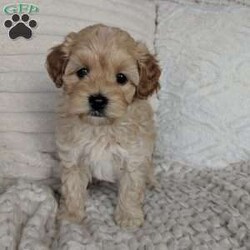 Spencer/Maltipoo									Puppy/Male	/11 Weeks,Meet Spencer, a handsome little Maltipoo, he loves playing with our small children then next he is cuddling up to them, he has such a sweet and loving personality, his estimate adult weight will be around 8lbs. His mom Luna is a sweet Maltipoo weighing around 8lbs and his daddy Lucky is a handsome mini poodle also weighing around 8lbs, Spencer will get his physical done by our local vet and will also be micro chipped, he is up to date and vaccines, he will come with a 6 month genetic health guarantee, a bag of the food he is eating, and his vaccine and vet papers, delivery is available at an additional cost.