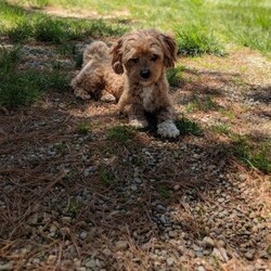 Spencer/Maltipoo									Puppy/Male	/11 Weeks,Meet Spencer, a handsome little Maltipoo, he loves playing with our small children then next he is cuddling up to them, he has such a sweet and loving personality, his estimate adult weight will be around 8lbs. His mom Luna is a sweet Maltipoo weighing around 8lbs and his daddy Lucky is a handsome mini poodle also weighing around 8lbs, Spencer will get his physical done by our local vet and will also be micro chipped, he is up to date and vaccines, he will come with a 6 month genetic health guarantee, a bag of the food he is eating, and his vaccine and vet papers, delivery is available at an additional cost.