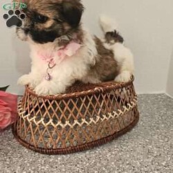 Little  Lishe/Shih Tzu									Puppy/Female	/7 Weeks,Hey folks… Just look at that adorable little face!!. She is sweet and precious n will make the perfect addition to your family. She is playful and smart and will bring you hours of entertainment and pure joy. If you would like to set up an appointment to meet or adopt this little girl, please text or call Barb. She will be vetted microchipped, u t d on shot n dewormer. Best time to reach me.Is monday through saturday. A non refundable deposit of one hundred and fifty dollars will hold the puppy for you.