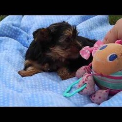 Daisy/Yorkie									Puppy/Female	/8 Weeks,Meet Daisy, the most darling little AKC Yorkshire Terrier you’ll ever encounter! With her soft, black & tan coat and twinkling eyes, she’s a picture of pure charm. She boasts a spunky yet sweet personality, she loves cozy snuggles as much as active play sessions. Yorkies are often described as loyal, intelligent and feisty dogs; despite their tiny size, they have big personalities and tend to steal the spotlight with their confident demeanor. Daisy is the perfect blend of affection and sass, making him an irresistible companion for anyone lucky enough to welcome her into their home!