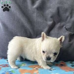 Benji/French Bulldog									Puppy/Male	/6 Weeks,Benji the gorgeous fluffy his hair is very soft and thick.Mom is a blue and tan fluffy and dad is a cream fluffy.Benji will be vet checked to assure all is well before going to his new home.comes with a records AKC papers.delivery is available deposit required to reserve.For more information please call or text Barb