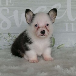 Jack/Pembroke Welsh Corgi									Puppy/Male	/7 Weeks,Meet Jack, the Charming Welsh Corgi! This lovable pup brings a perfect balance of playful energy and calm cuddles to your home. With his fluffy coat and sweet disposition, Jack is ideal for cozy evenings or gentle romps in the yard. He comes with a 1-year genetic health guarantee for added peace of mind. Welcome Jack into your family today! Contact us today for an opportunity to share your life with Jack and for any updated pictures and videos. All Sunday calls will be returned on Monday.