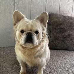 Benji/French Bulldog									Puppy/Male	/6 Weeks,Benji the gorgeous fluffy his hair is very soft and thick.Mom is a blue and tan fluffy and dad is a cream fluffy.Benji will be vet checked to assure all is well before going to his new home.comes with a records AKC papers.delivery is available deposit required to reserve.For more information please call or text Barb