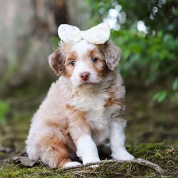 Honey/Mini Aussiedoodle									Puppy/Female	/6 Weeks,, a lovable Aussiedoodle with teddy bear looks and a fun, spunky personality! With her soft, wavy coat and bright, curious eyes, Honey is equal parts playful and affectionate. She loves romping around with toys, making new friends, and curling up for snuggles when the day winds down. Her cuddly nature and cheerful spirit make her a perfect fit for families, couples, or anyone looking for a sweet and social companion.