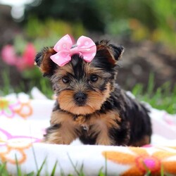 Daisy/Yorkie									Puppy/Female	/8 Weeks,Meet Daisy, the most darling little AKC Yorkshire Terrier you’ll ever encounter! With her soft, black & tan coat and twinkling eyes, she’s a picture of pure charm. She boasts a spunky yet sweet personality, she loves cozy snuggles as much as active play sessions. Yorkies are often described as loyal, intelligent and feisty dogs; despite their tiny size, they have big personalities and tend to steal the spotlight with their confident demeanor. Daisy is the perfect blend of affection and sass, making him an irresistible companion for anyone lucky enough to welcome her into their home!