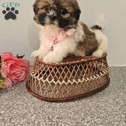 Little  Lishe/Shih Tzu									Puppy/Female	/7 Weeks,Hey folks… Just look at that adorable little face!!. She is sweet and precious n will make the perfect addition to your family. She is playful and smart and will bring you hours of entertainment and pure joy. If you would like to set up an appointment to meet or adopt this little girl, please text or call Barb. She will be vetted microchipped, u t d on shot n dewormer. Best time to reach me.Is monday through saturday. A non refundable deposit of one hundred and fifty dollars will hold the puppy for you.