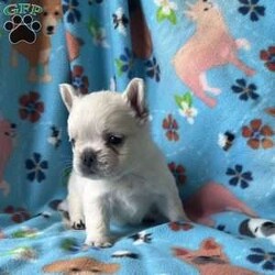 Benji/French Bulldog									Puppy/Male	/6 Weeks,Benji the gorgeous fluffy his hair is very soft and thick.Mom is a blue and tan fluffy and dad is a cream fluffy.Benji will be vet checked to assure all is well before going to his new home.comes with a records AKC papers.delivery is available deposit required to reserve.For more information please call or text Barb