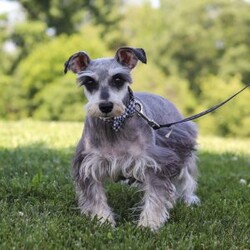 Liam/Miniature Schnauzer									Puppy/Male	/7 Weeks,Meet this charming Miniature Schnauzer boy named Liam—full of curiosity, affection, and personality! With his signature whiskered face and bright eyes, he’s both adorable and full of character. He has just the right balance of playful energy and loyal companionship. Whether he’s exploring his surroundings or snuggling close, he’s always ready to brighten your day. True to the Mini Schnauzer breed, he’s alert, intelligent, and naturally watchful—a little pup with a big heart.