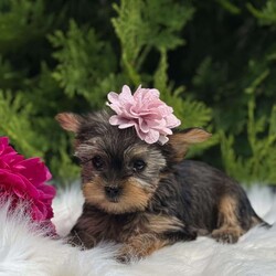 Beauty/Yorkie									Puppy/Female	/10 Weeks,Say hi to the cutest yorkie puppies! These sweet fur babies are just the cutest! They are vet checked, dewormed, vaccinated, and microchipped. They will go home with a puppy kit that includes their information and a bag of food that they are currently eating. There mama is Roberta and she weighs 5 pounds and daddy is Tucker and he weighs 4 pounds. 