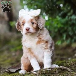 Honey/Mini Aussiedoodle									Puppy/Female	/6 Weeks,, a lovable Aussiedoodle with teddy bear looks and a fun, spunky personality! With her soft, wavy coat and bright, curious eyes, Honey is equal parts playful and affectionate. She loves romping around with toys, making new friends, and curling up for snuggles when the day winds down. Her cuddly nature and cheerful spirit make her a perfect fit for families, couples, or anyone looking for a sweet and social companion.
