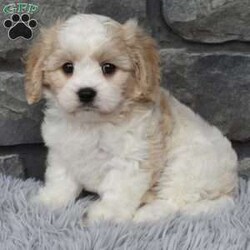 Murphy/Cavachon									Puppy/Male	/7 Weeks,I offer a one year health guarantee. Up to date on shots and dewormings. I’m looking for a loving indoor home. Murphy mom is a bichon and weighs 15 pounds dad is a cavalier and weighs 12 pounds. Murphy is well socialized and loves attention. He is great with kids and other pets. Shipping options are available anywhere in the US. All Sunday calls are returned on Mondays. Thanks Jon