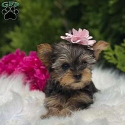 Beauty/Yorkie									Puppy/Female	/10 Weeks,Say hi to the cutest yorkie puppies! These sweet fur babies are just the cutest! They are vet checked, dewormed, vaccinated, and microchipped. They will go home with a puppy kit that includes their information and a bag of food that they are currently eating. There mama is Roberta and she weighs 5 pounds and daddy is Tucker and he weighs 4 pounds. 