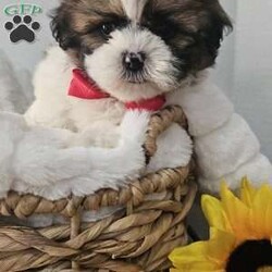 Handsome Hank/Shih Tzu									Puppy/Male	/7 Weeks,Hey folks ….. Meet Hank… I mean how seriously adorable is he. He will make the perfect addition to your family and bring you hours of entertainment and pure joy. He will be u t d on shots n dewormer vetted and microchipped as well. Both parents are very sweet. If you would like to set up an appointment to meet or adopt this little sweetheart, please text or call barb. A nonrefundable deposit of a $150 will hold the puppy for you. The best time to reach me is monday through saturday. 