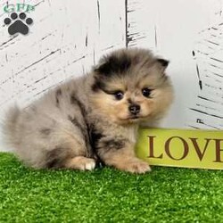Sporty/Pomeranian									Puppy/Male	/13 Weeks, Sporty is a gorgeous little Merle tan purebred Akc registered Pomeranian puppy! You are sure to get everyone’s attention with this little guys colorful coat! Great quality thick coat and teddy bear face! Sweet outgoing personality! Up to date with all shots and dewormings and comes with a health guarantee! Birthdate is 4/27/25. Family raised and well socialized! Ask us about our delivery options! Contact us today to reserve your new family member! 