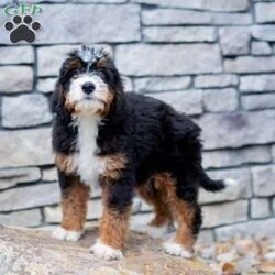 Rocky/Mini Bernedoodle									Puppy/Male	/16 Weeks,I’m Rocky! I’m an F1B Bernedoodle. It’s very nice to meet you. Are you looking for a lifelong companion? Look no further. I am here and just perfect for you. Trust me! I am very loyal, and I can make you smile with just the way I wag my tail. I have a wonderful disposition. Oh! Did I mention that I’m as healthy as can be? Oh, silly me! I’m up to date on my vaccinations and vet checked from head to tail. My parents are OFA Health Tested and Genetic Clear. Mom weights 60lbs and Dad 20lbs. My approximate adult weight would be 25-50lbs. I bet you are excited now, aren’t you? Well, call or text about me today!