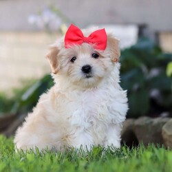 Lottie/Coton de Tulear Mix									Puppy/Female	/8 Weeks,Meet Lottie, a darling Coton-Poo puppy with an irresistible mix of fluff and fun! With her soft, cloud-like coat and sparkling eyes, she’s the kind of pup who turns heads wherever she goes. This little one’s personality is just as charming as her looks—full of playful energy, sweet affection, and just the right touch of mischief to keep you laughing.