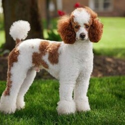 Rocky/Mini Bernedoodle									Puppy/Male	/16 Weeks,I’m Rocky! I’m an F1B Bernedoodle. It’s very nice to meet you. Are you looking for a lifelong companion? Look no further. I am here and just perfect for you. Trust me! I am very loyal, and I can make you smile with just the way I wag my tail. I have a wonderful disposition. Oh! Did I mention that I’m as healthy as can be? Oh, silly me! I’m up to date on my vaccinations and vet checked from head to tail. My parents are OFA Health Tested and Genetic Clear. Mom weights 60lbs and Dad 20lbs. My approximate adult weight would be 25-50lbs. I bet you are excited now, aren’t you? Well, call or text about me today!