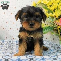 Mark/Yorkie									Puppy/Male	/8 Weeks,Meet your new BFF, Mark! This adorable Yorkie puppy is vet checked & up to date on shots & wormer. He is registered with the ACA, plus comes with a health guarantee provided by the breeder! Mark is well socialized & currently being family raised with children! If you would like more information on charming fella, please contact Glenn & Miriam Fox today!