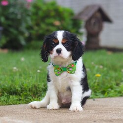 Nash/Cavalier King Charles Spaniel									Puppy/Male	/11 Weeks,Meet Nash, an absolutely stunning Cavalier with a heart full of charm! This little guy is truly one of a kind. With his soft coat, twinkling eyes, and irresistible puppy kisses, Nash is sure to win you over from the very first snuggle. He’s a big fan of tummy rubs, and will never turn down a good game of fetch. His playful ways are sure to bring a smile to your face. Raised with lots of love and care, Nash is well-socialized and ready to be your loyal sidekick wherever life takes you.